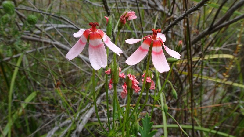 Pelargonium incarnatum, photographed by Paul Emms