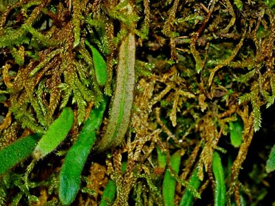 Pyrrosia linearifolia, photographed by Jacy Chen