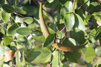 Toxocarpus wightianus, photographed by Agnes Trekker