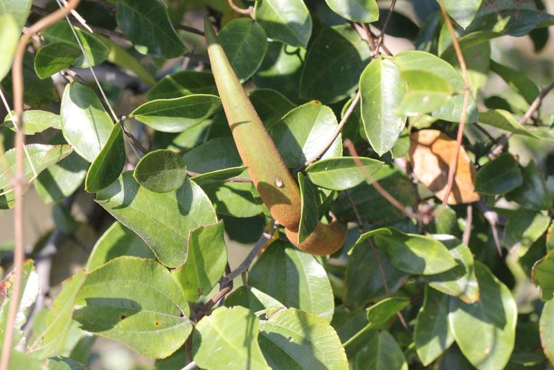 Toxocarpus wightianus, photographed by Agnes Trekker