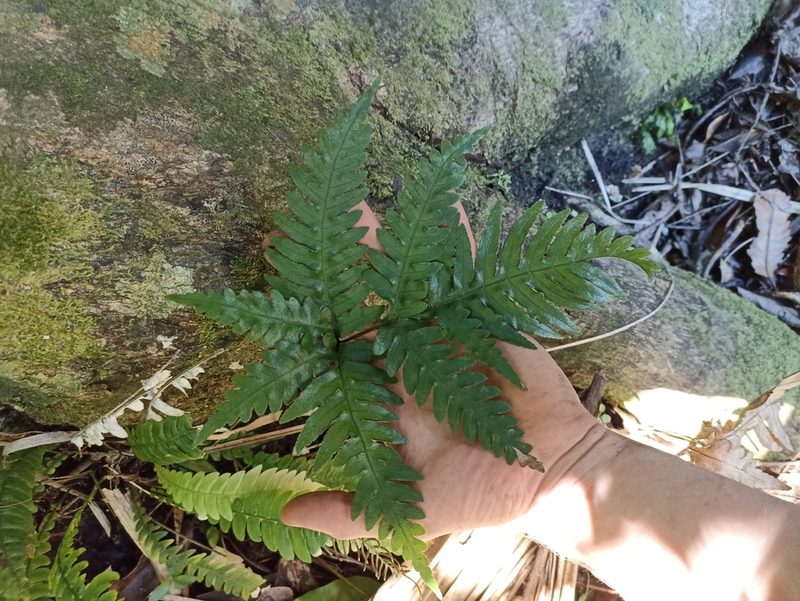 Pteris carsei, photographed by Oscar Dove