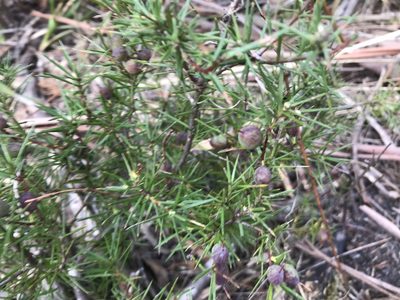 Persoonia juniperina, photographed by Miguel de Salas