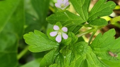 Geranium homeanum, photographed by ianrainbow