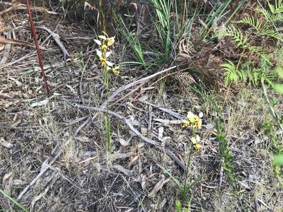 Diuris sulphurea, photographed by Miguel de Salas