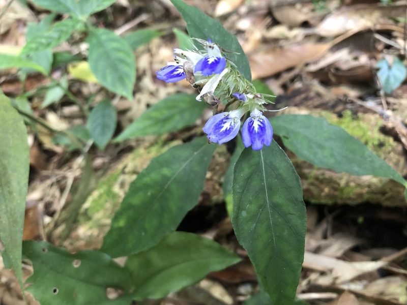 Rungia taiwanensis, photographed by 黃美滿