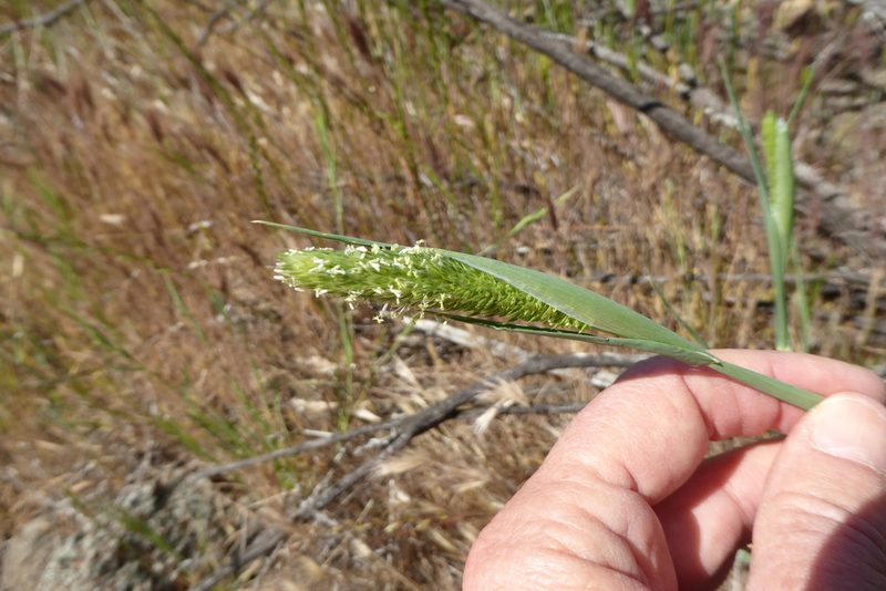 Phalaris paradoxa, photographed by Judy