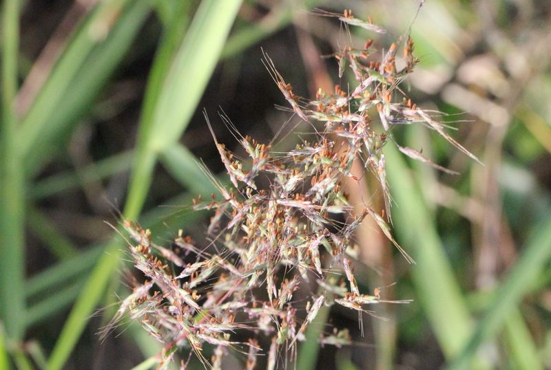 Capillipedium parviflorum, photographed by Agnes Trekker