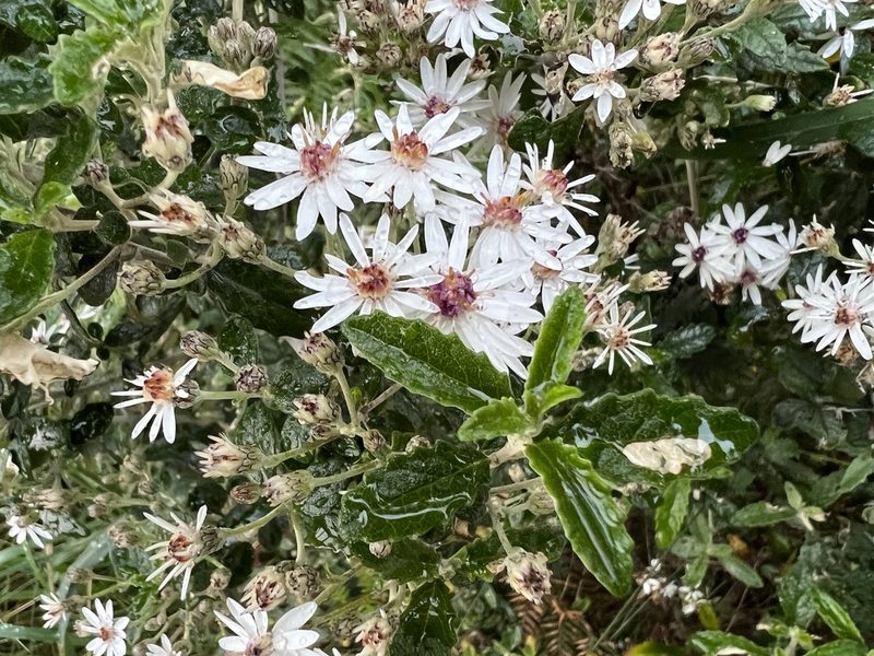 Olearia phlogopappa, photographed by Ramit Singal