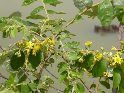 Grewia monticola, photographed by Manuel R Popp