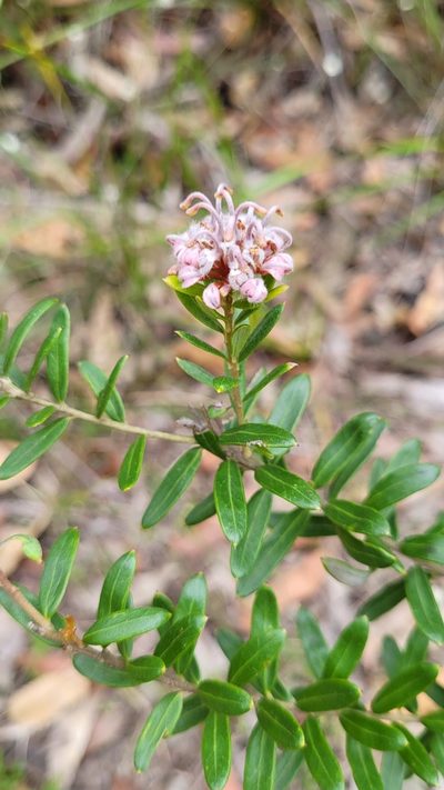 Grevillea sphacelata, photographed by Eamonn Culhane