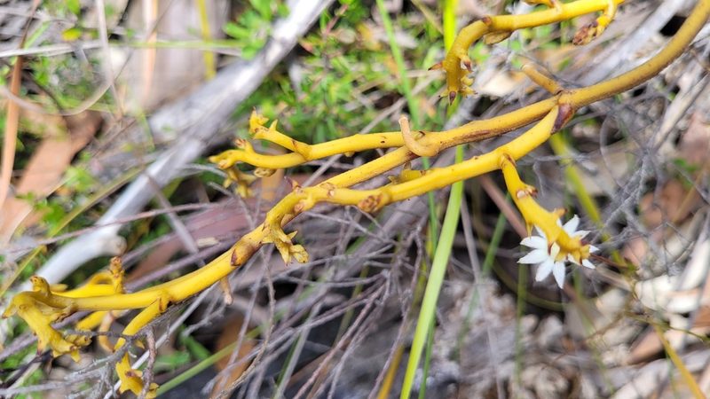 Erythrorchis cassythoides, photographed by Eamonn Culhane