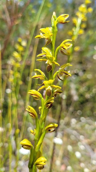 Prasophyllum flavum, photographed by Eamonn Culhane