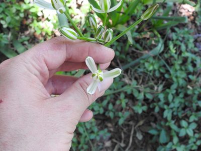 Albuca setosa, photographed by Innes Buchner
