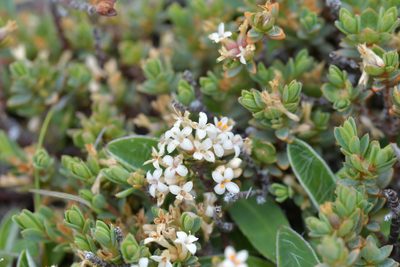 Pimelea oreophila, photographed by Christopher Stephens