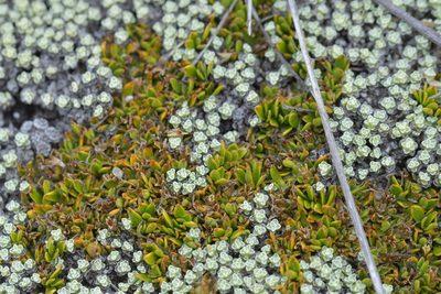 Coprosma petriei, photographed by Christopher Stephens