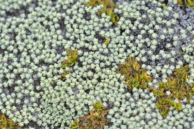 Raoulia australis, photographed by Christopher Stephens
