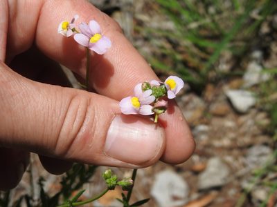 Nemesia fruticans, photographed by Innes Buchner