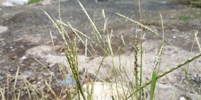 Ischaemum molle, photographed by S.MORE