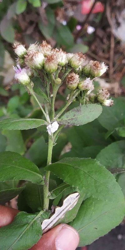 Pluchea tomentosa, photographed by S.MORE