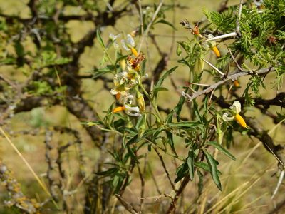 Solanum salicifolium, photographed by Guillermo Debandi