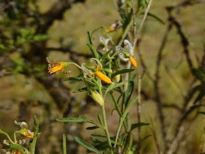 Solanum salicifolium, photographed by Guillermo Debandi