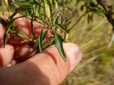 Solanum salicifolium, photographed by Guillermo Debandi