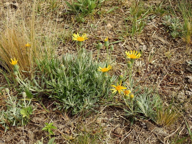 Senecio ceratophylloides, photographed by Guillermo Debandi