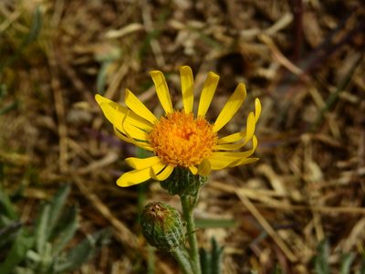 Senecio ceratophylloides, photographed by Guillermo Debandi