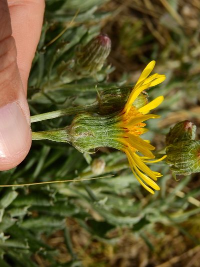 Senecio ceratophylloides, photographed by Guillermo Debandi