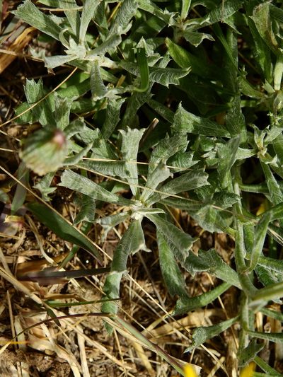 Senecio ceratophylloides, photographed by Guillermo Debandi