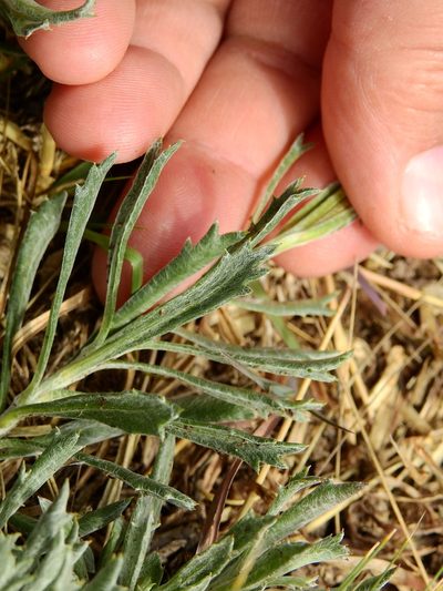 Senecio ceratophylloides, photographed by Guillermo Debandi