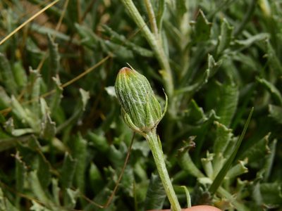 Senecio ceratophylloides, photographed by Guillermo Debandi
