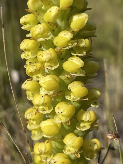 Corycium bicolorum, photographed by Sean Privett