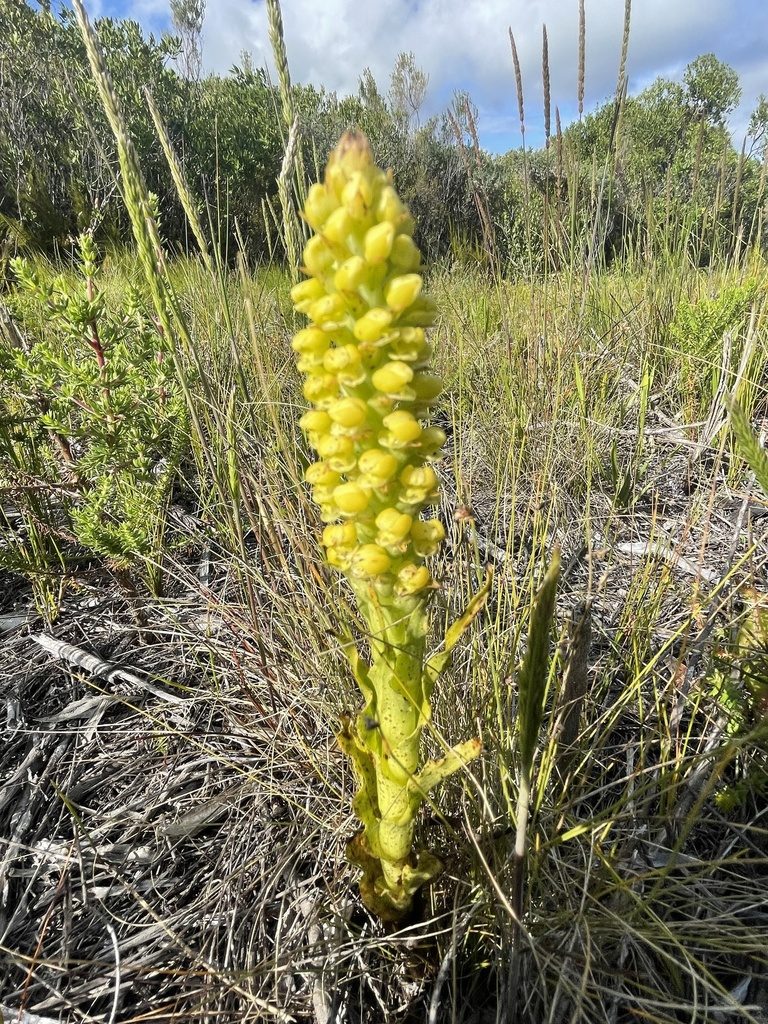 Corycium bicolorum, photographed by Sean Privett