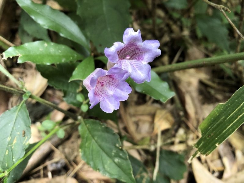 Strobilanthes formosana, photographed by 黃美滿