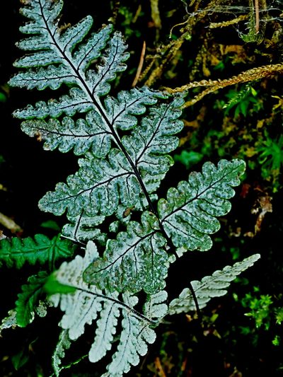 Aleuritopteris formosana, photographed by Jacy Chen