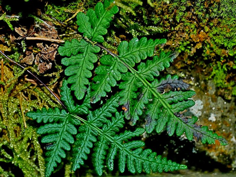 Aleuritopteris formosana, photographed by Jacy Chen