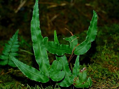 Pteris cretica, photographed by Jacy Chen
