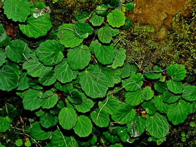 Saxifraga stolonifera, photographed by Jacy Chen