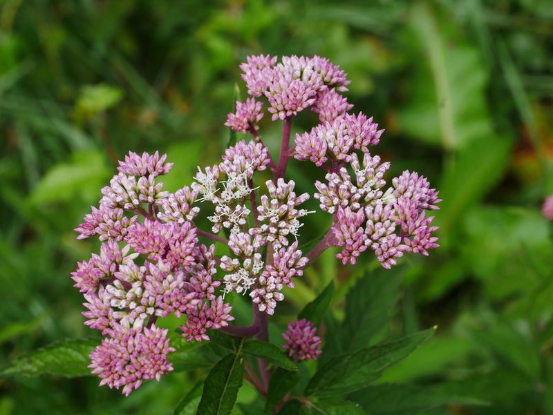 Eupatorium formosanum, photographed by Jacy Chen