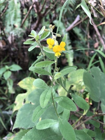 Crotalaria albida, photographed by 黃美滿