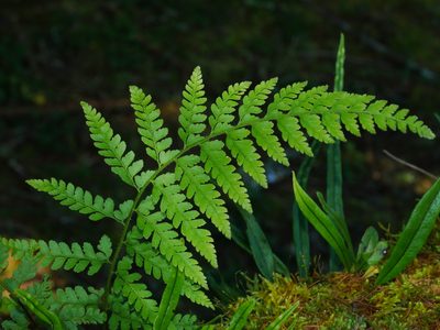 Microlepia strigosa, photographed by Jacy Chen