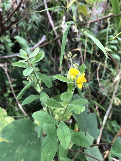 Crotalaria albida, photographed by 黃美滿