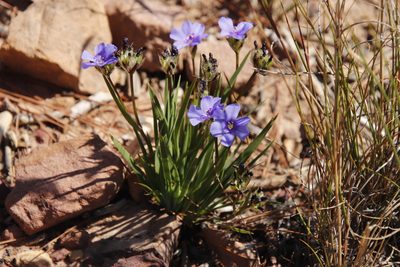 Aristea africana, photographed by Tony Rebelo