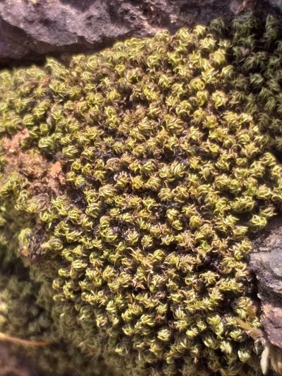 Ptychomitrium crispatum, photographed by kevin koen