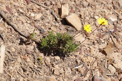 Ursinia paleacea, photographed by Tony Rebelo