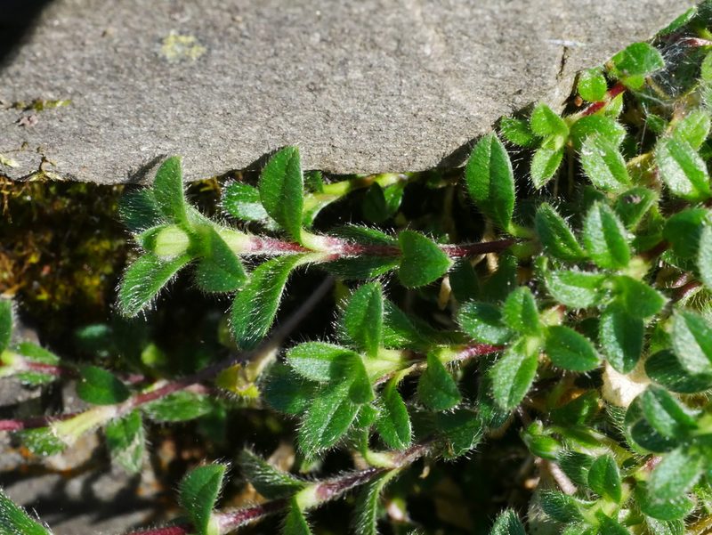 Cerastium morrisonense, photographed by Jacy Chen