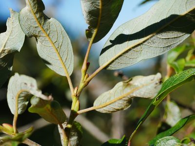 Salix fulvopubescens, photographed by Jacy Chen