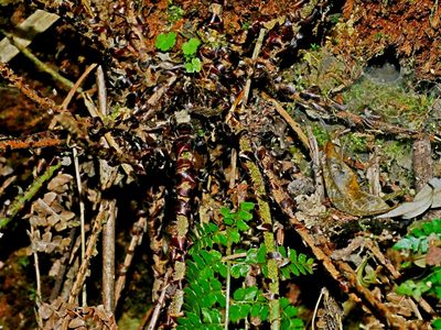 Polystichum piceopaleaceum, photographed by Jacy Chen