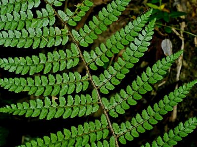 Polystichum piceopaleaceum, photographed by Jacy Chen
